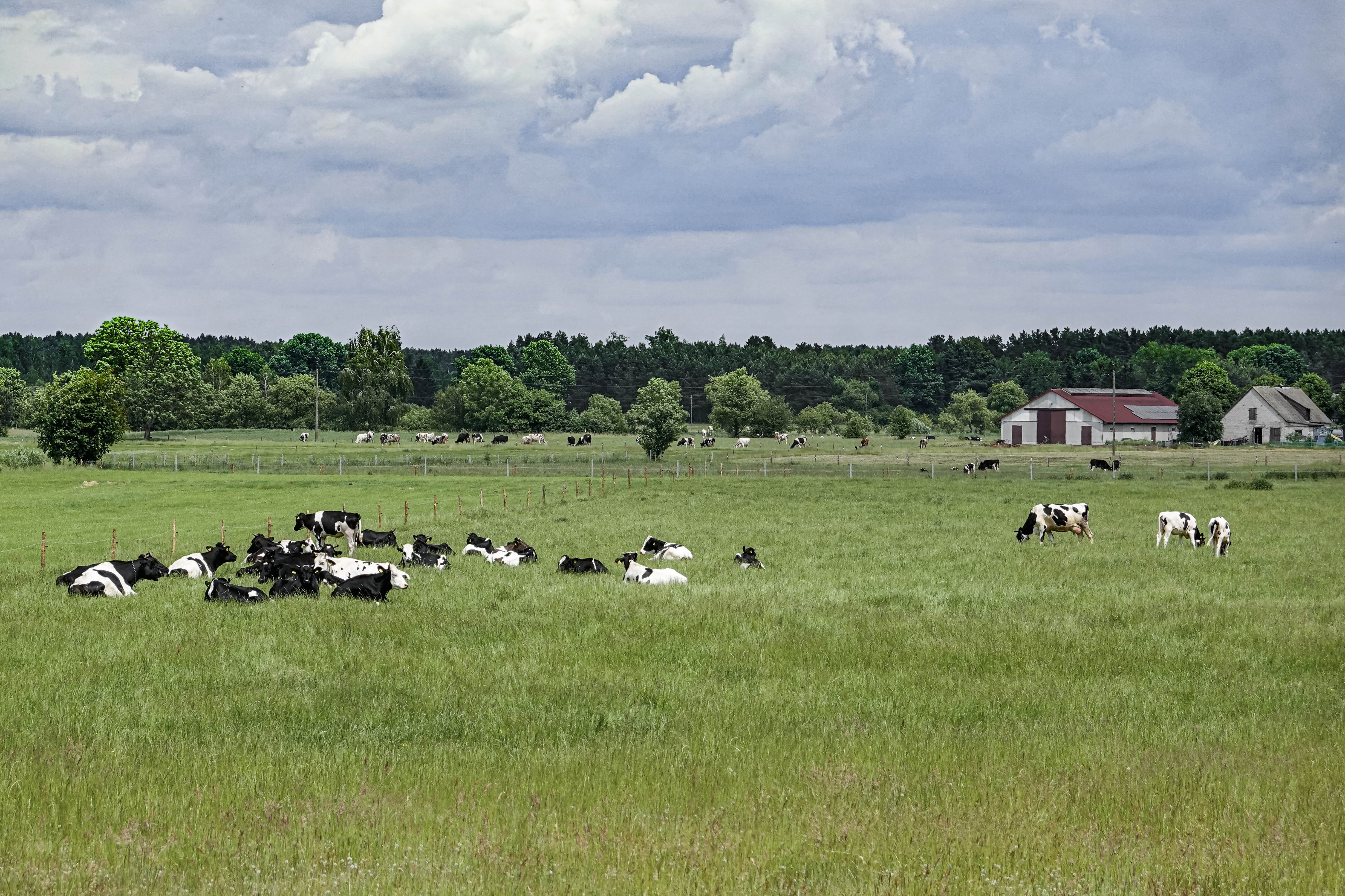 Bydło, Bos taurus, Cattle, Das Hausrind, Крупный рогатый скот