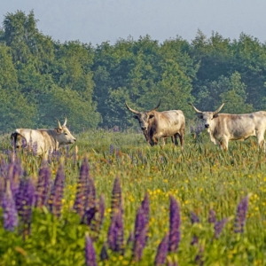Bydło, Bos taurus, Cattle, Das Hausrind, Крупный рогатый скот
