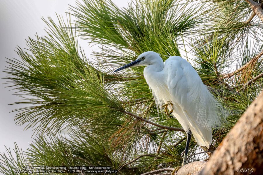Czapla nadobna - Egretta garzetta - The little egret - Der Seidenreiher - Малая белая цапля Ptaki, brodzące, birds, heron, Vogel, Vögel, Reiher, Kleiner Silberreiher
