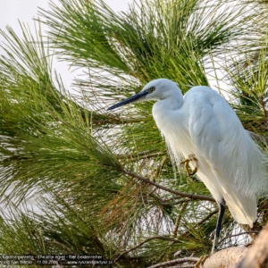 Czapla nadobna, Egretta garzetta, The little egret, Der Seidenreiher, Малая белая цапля