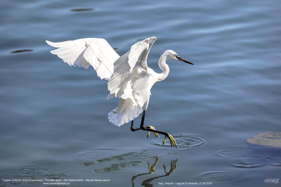 Czapla nadobna - Egretta garzetta - The little egret - Der Seidenreiher - Малая белая цапля Ptaki, brodzące, birds, heron, Vogel, Vögel, Reiher, Kleiner Silberreiher