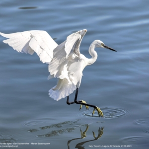Czapla nadobna, Egretta garzetta, The little egret, Der Seidenreiher, Малая белая цапля