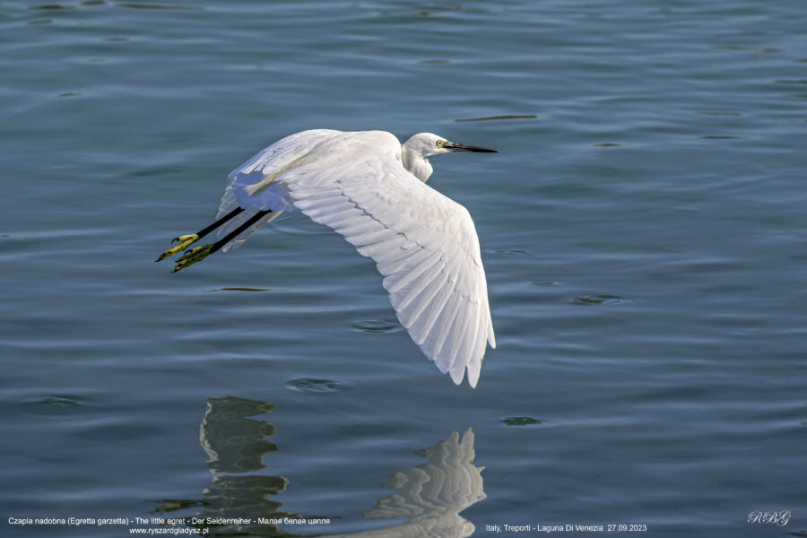 Czapla nadobna - Egretta garzetta - The little egret - Der Seidenreiher - Малая белая цапля Ptaki, brodzące, birds, heron, Vogel, Vögel, Reiher, Kleiner Silberreiher