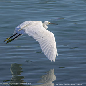 Czapla nadobna, Egretta garzetta, The little egret, Der Seidenreiher, Малая белая цапля