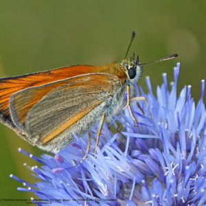 Karłątek ryska, lub karłątek tarninowy, Thymelicus lineola syn. Adopaea lineola, The Essex skipper, Der Schwarzkolbige Braun-Dickkopffalter