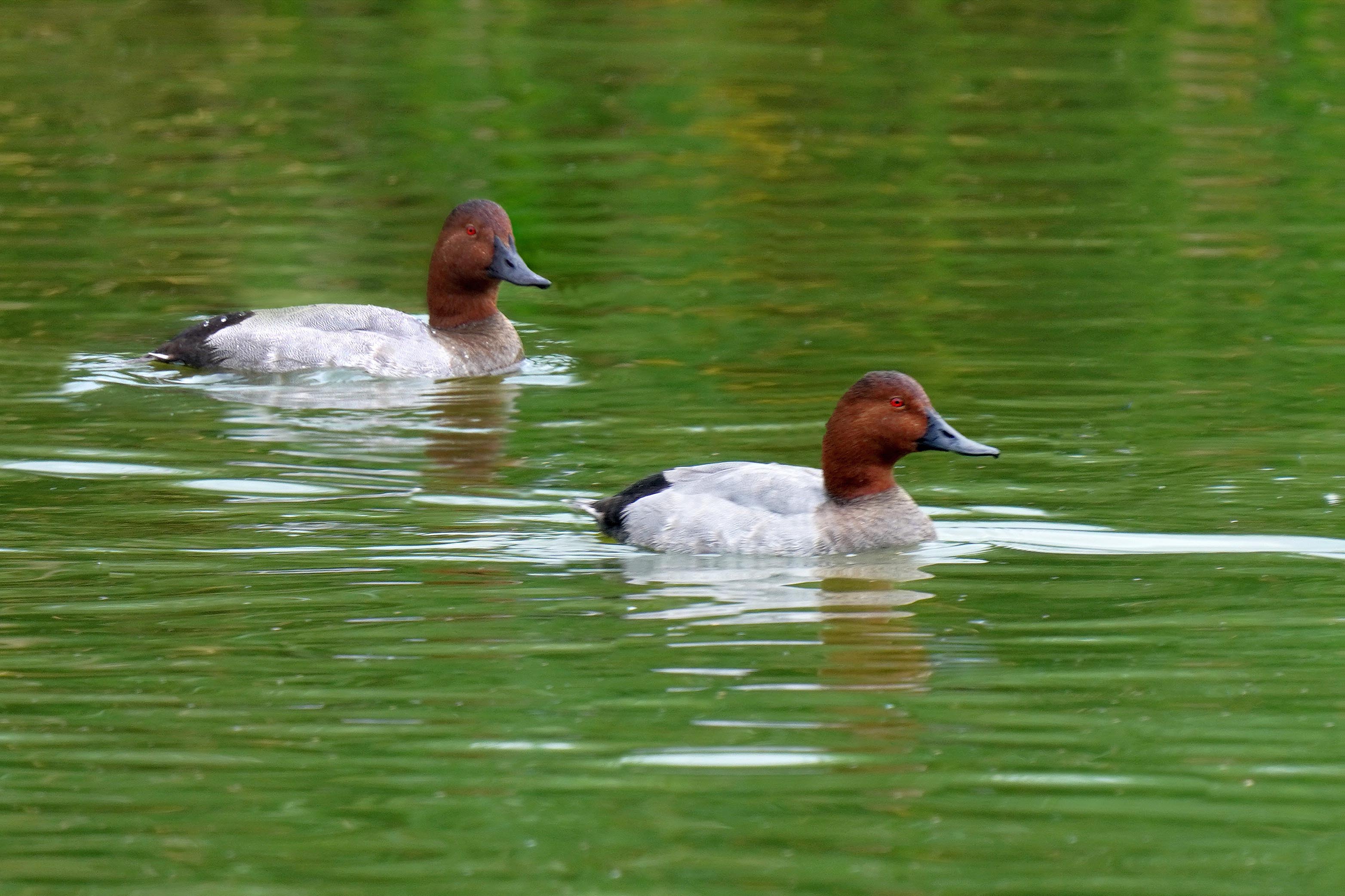 Głowienka, Aythya ferina, The common pochard, Die Tafelente, Красноголовый нырок