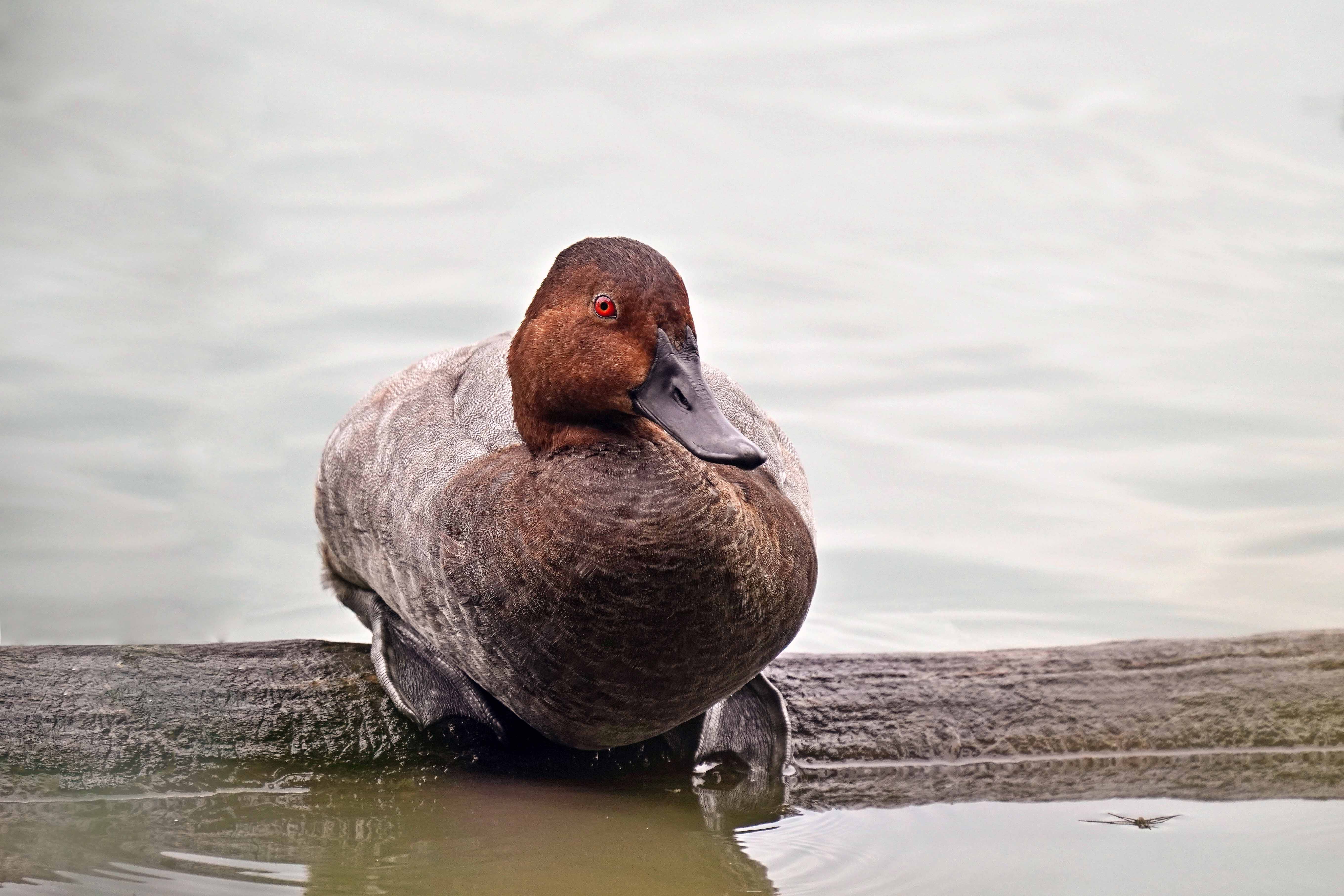 Głowienka, Aythya ferina, The common pochard, Die Tafelente, Красноголовый нырок