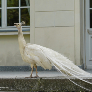 Der Blaue Pfau, Pavo cristatus, Paw, Peacock, Павлин