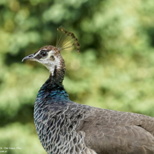 Der Blaue Pfau, Pavo cristatus, Paw, Peacock, Павлин