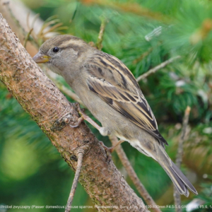 Wróbel domowy, House sparrow, Der Haussperling, Passer domesticus, Домовый воробей