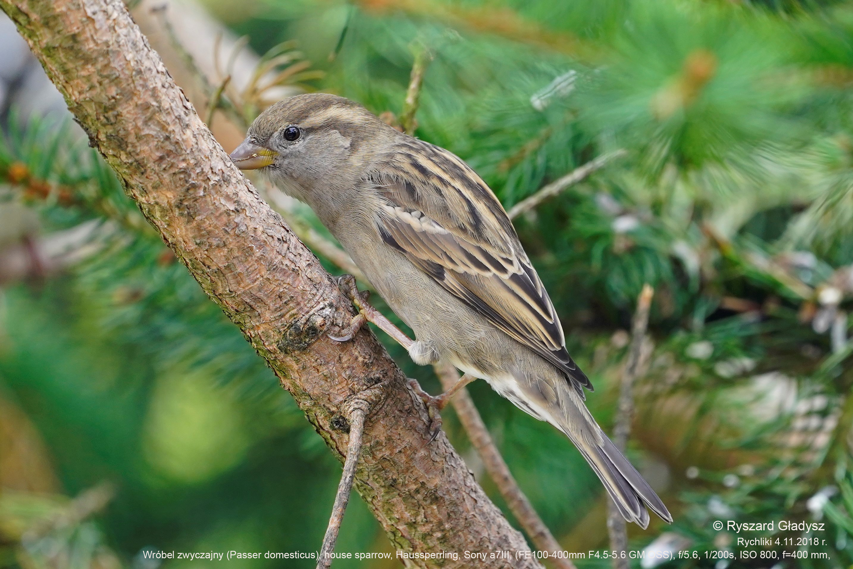 Wróbel domowy, House sparrow, Der Haussperling, Passer domesticus, Домовый воробей