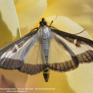 Ćma bukszpanowa, Cydalima perspectalis, The box tree moth, Der Buchsbaumzünsler