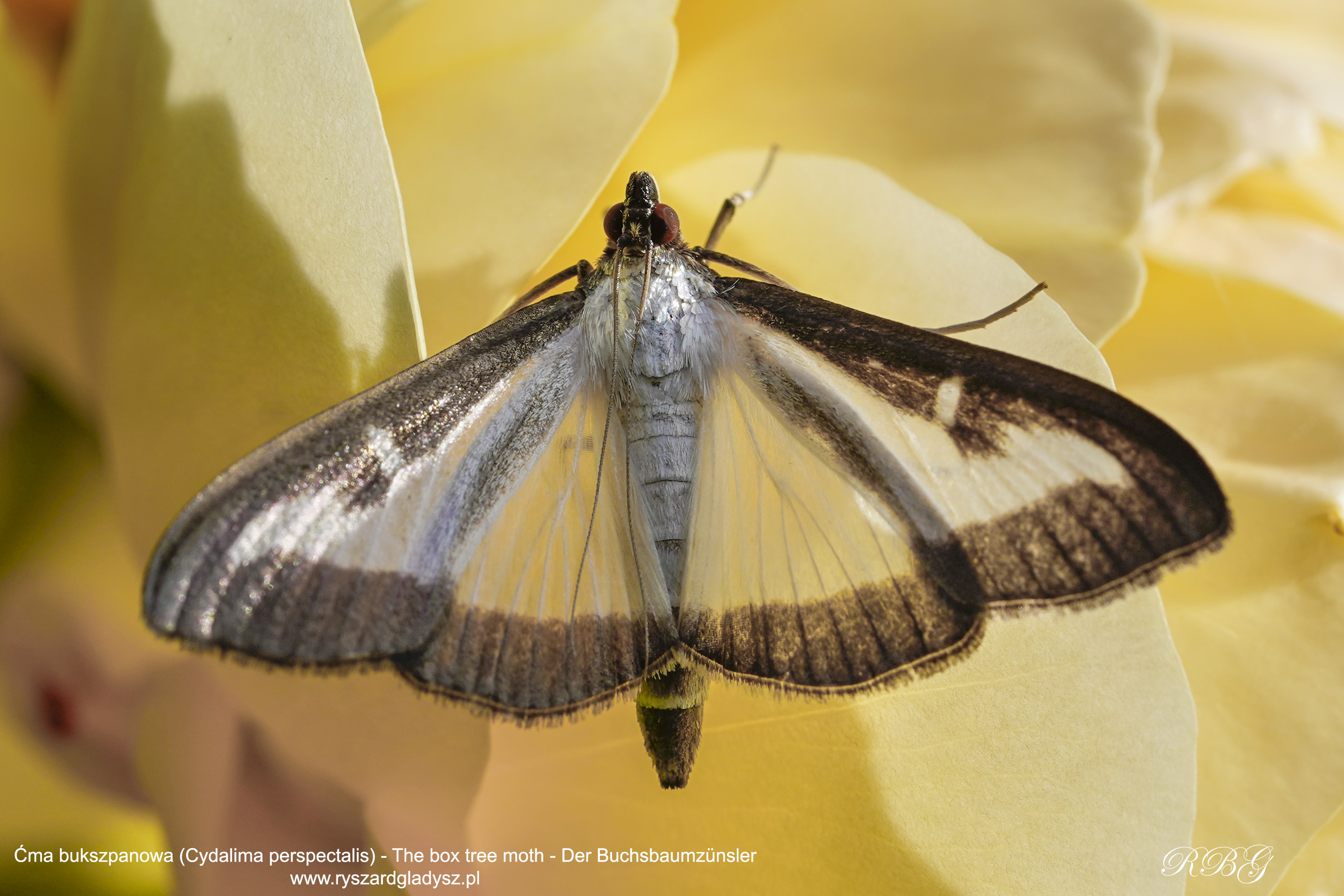 Ćma bukszpanowa, Cydalima perspectalis, The box tree moth, Der Buchsbaumzünsler