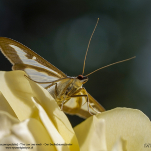 Ćma bukszpanowa, Cydalima perspectalis, The box tree moth, Der Buchsbaumzünsler