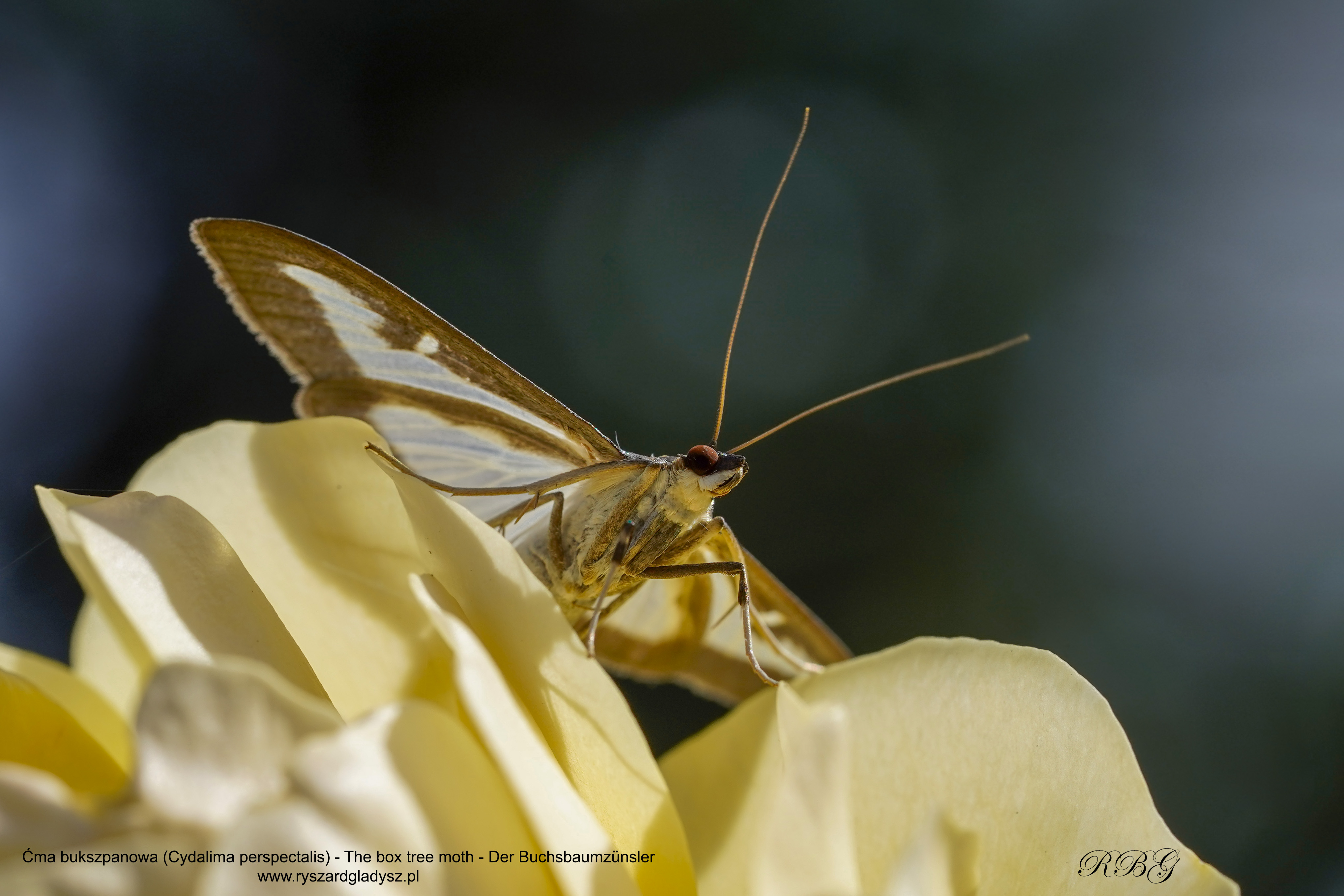 Ćma bukszpanowa, Cydalima perspectalis, The box tree moth, Der Buchsbaumzünsler
