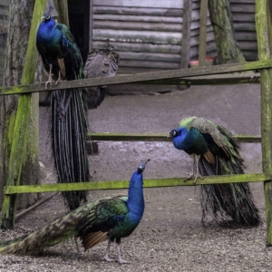 Der Blaue Pfau, Pavo cristatus, Paw, Peacock, Павлин