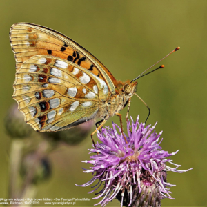 Dostojka adype, Perłowiec adype, Argynnis adippe, High brown fritillary, Der Feurige Perlmuttfalter
