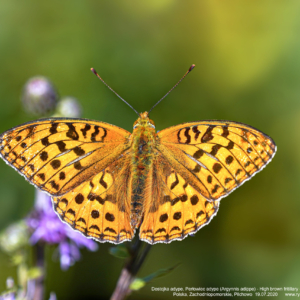 Dostojka adype, Perłowiec adype, Argynnis adippe, High brown fritillary, Der Feurige Perlmuttfalter