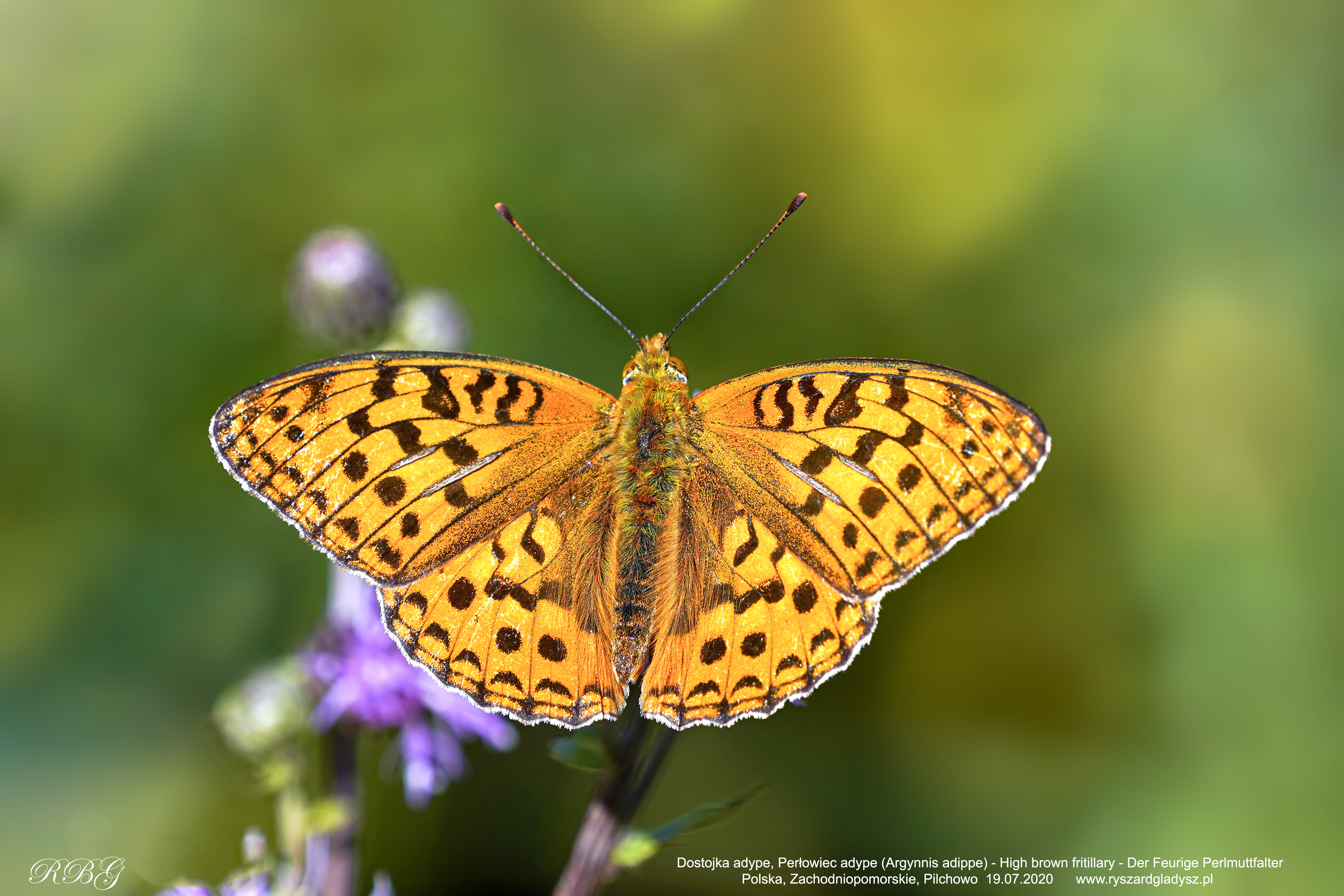 Dostojka adype, Perłowiec adype, Argynnis adippe, High brown fritillary, Der Feurige Perlmuttfalter