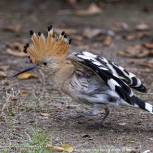 Dudek, Upupa epops, The Eurasian hoopoe, Der Wiedehopf