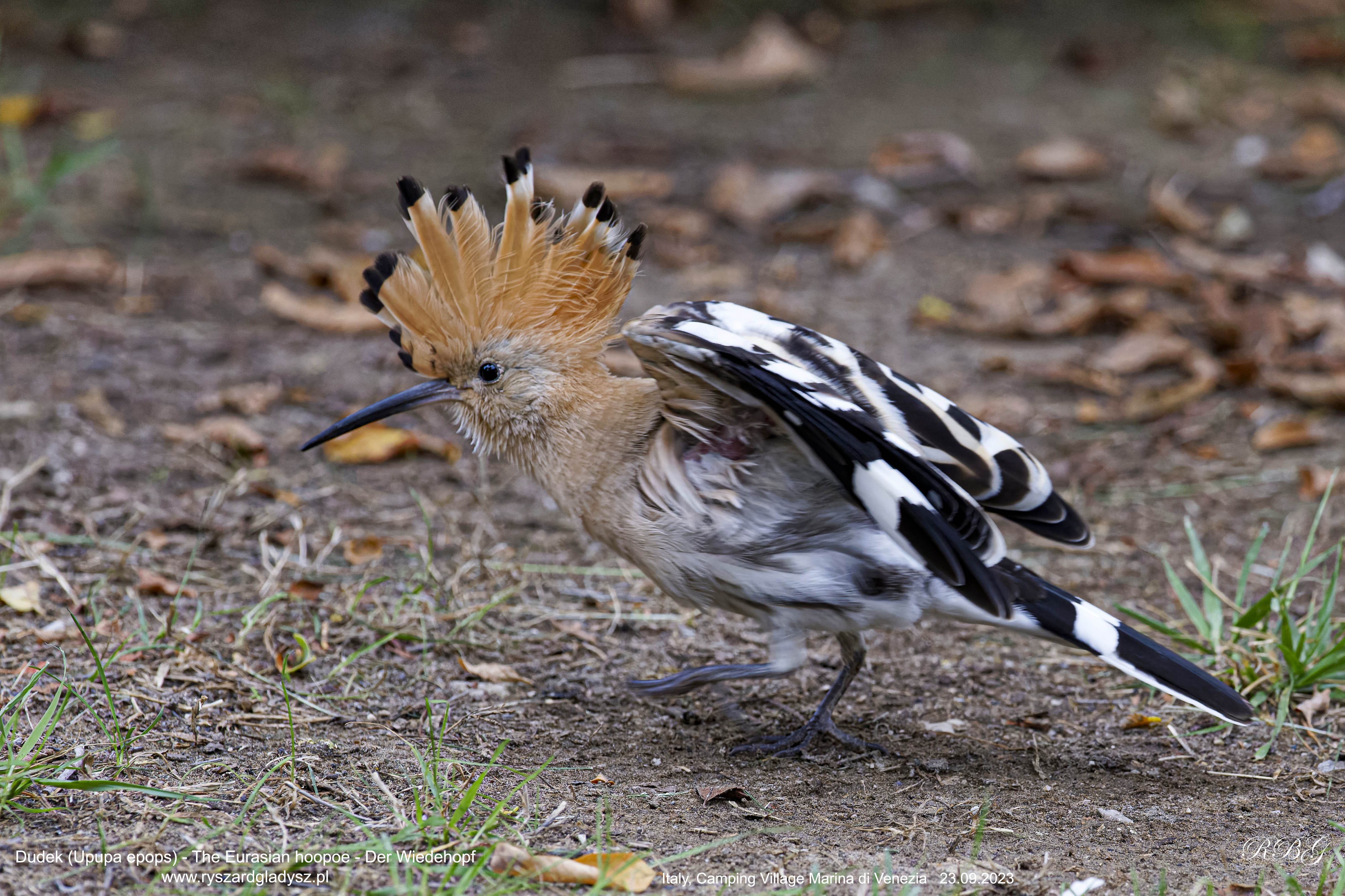 Dudek, Upupa epops, The Eurasian hoopoe, Der Wiedehopf