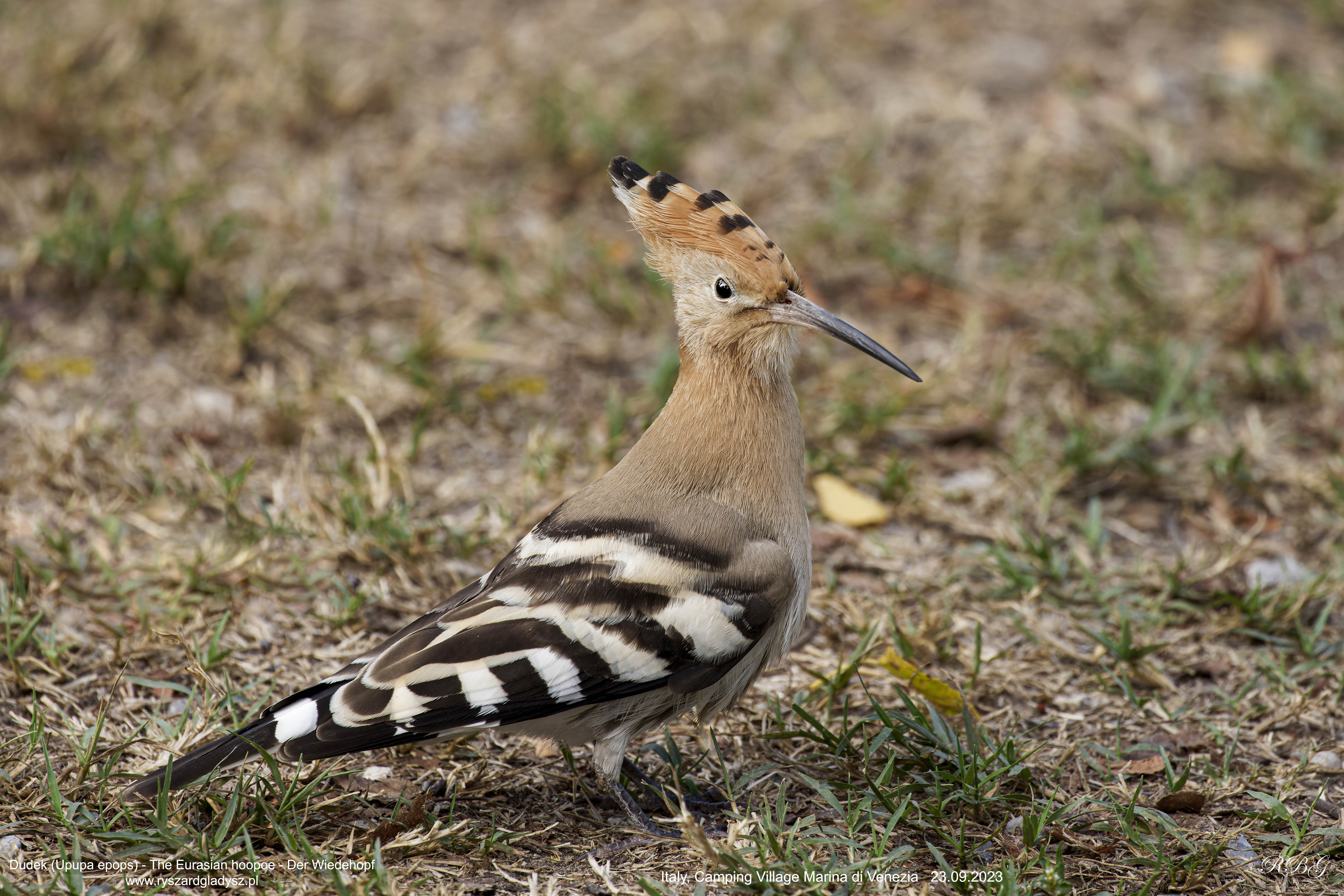Dudek, Upupa epops, The Eurasian hoopoe, Der Wiedehopf