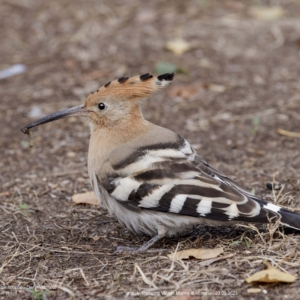 Dudek, Upupa epops, The Eurasian hoopoe, Der Wiedehopf