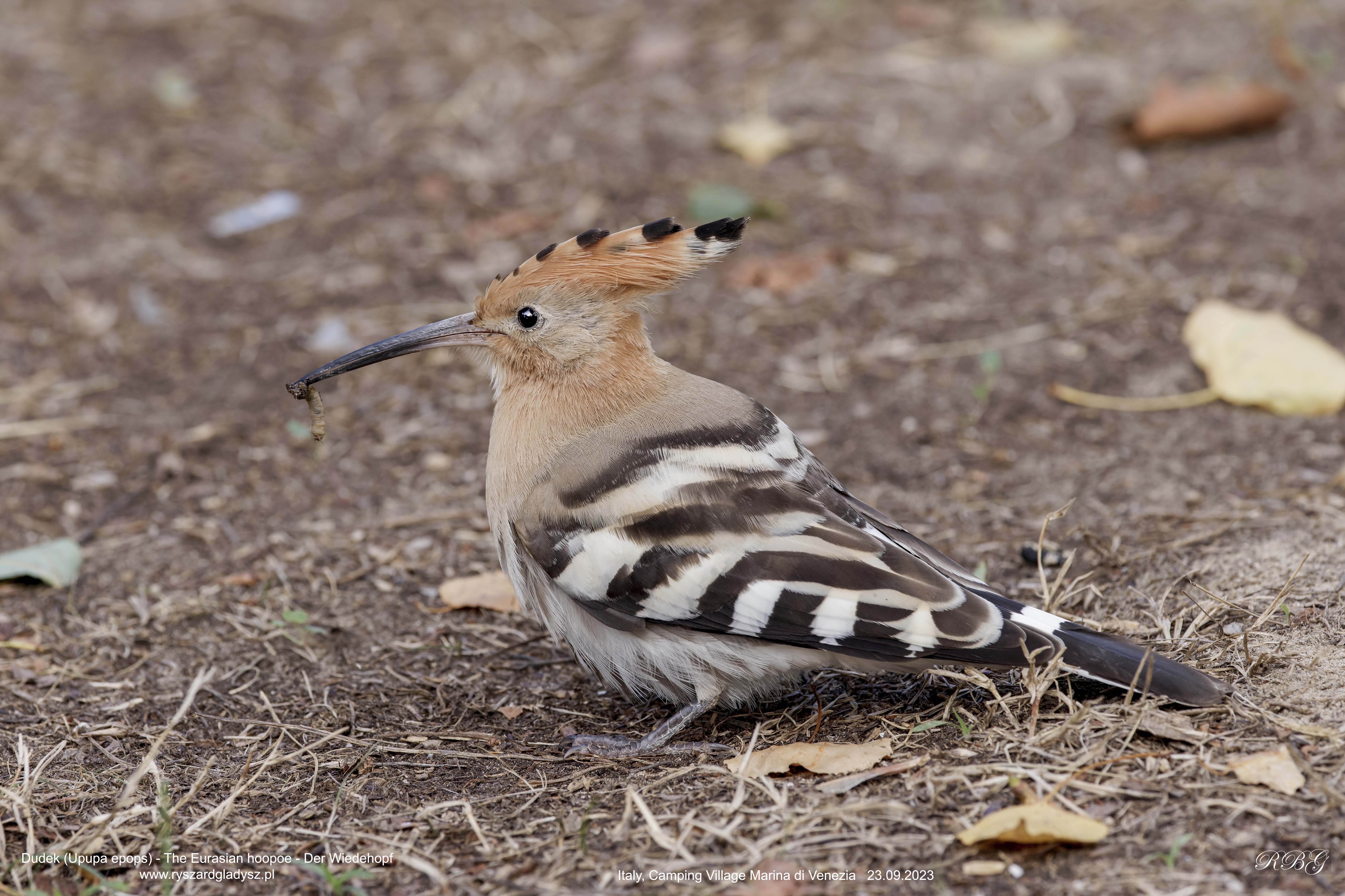 Dudek, Upupa epops, The Eurasian hoopoe, Der Wiedehopf