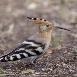 Dudek, Upupa epops, The Eurasian hoopoe, Der Wiedehopf Ptaki, birds, crested bird, Vogel, Vögel, Federhaube