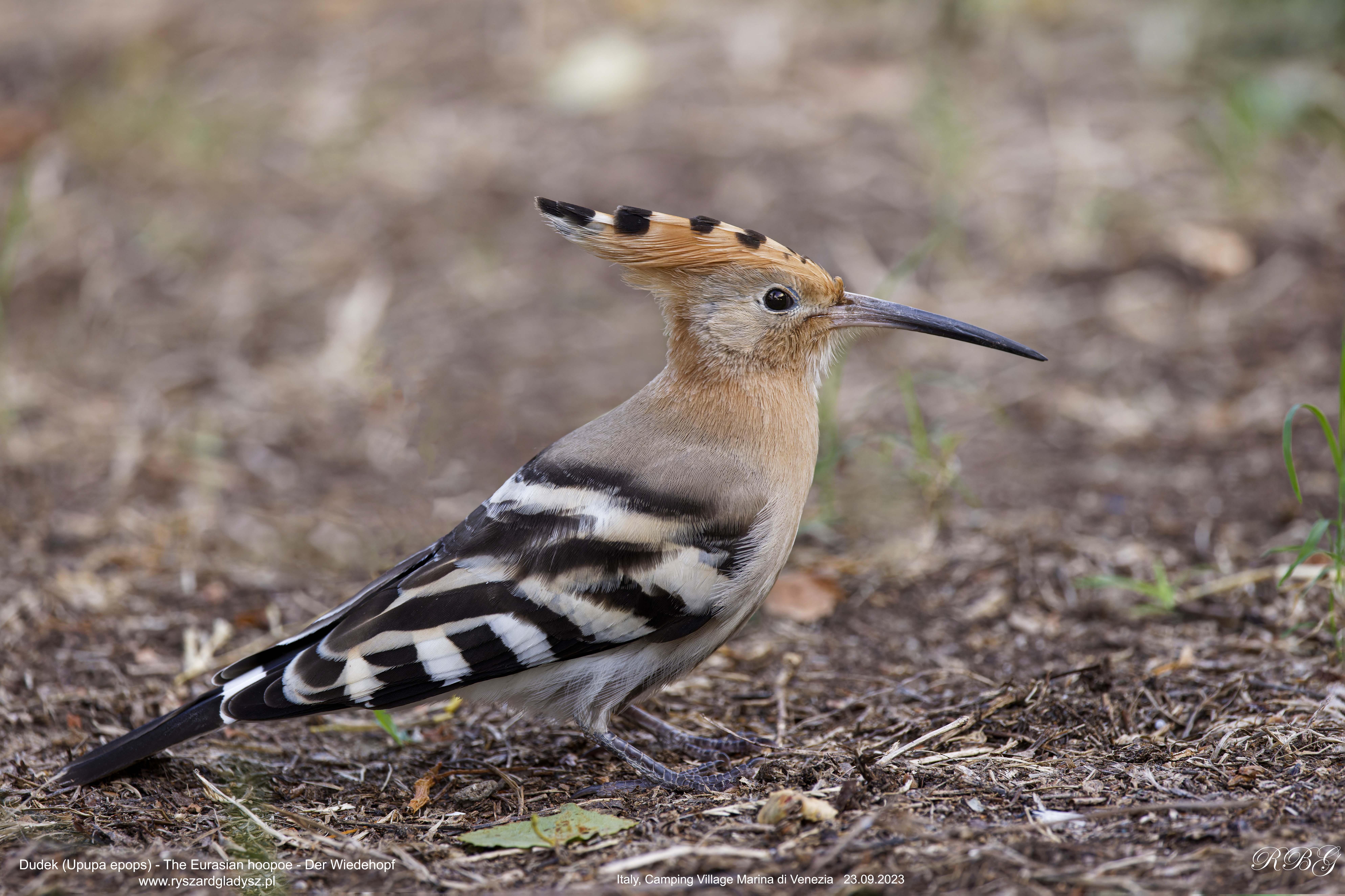 Dudek, Upupa epops, The Eurasian hoopoe, Der Wiedehopf Ptaki, birds, crested bird, Vogel, Vögel, Federhaube