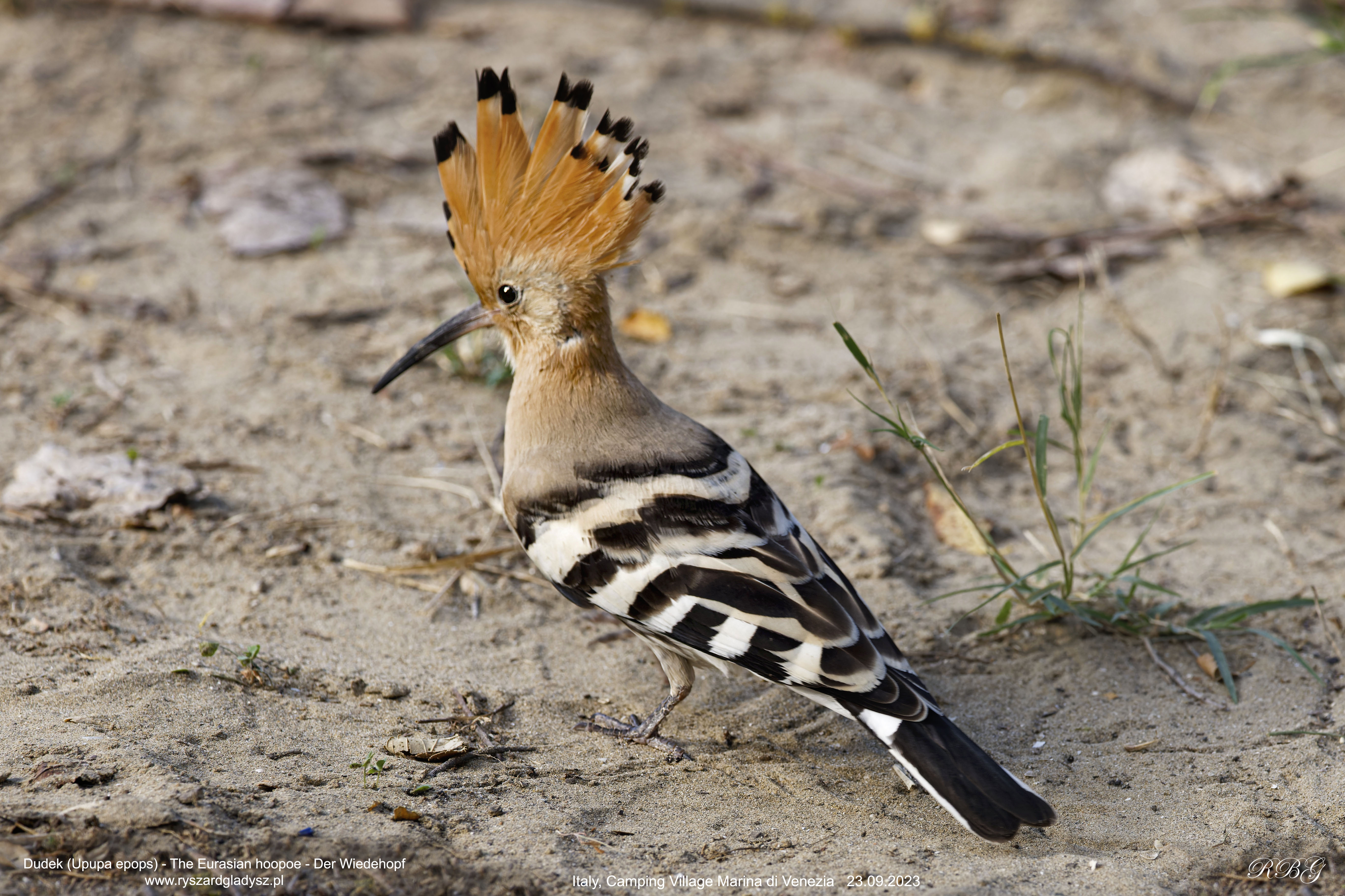 Dudek, Upupa epops, The Eurasian hoopoe, Der Wiedehopf