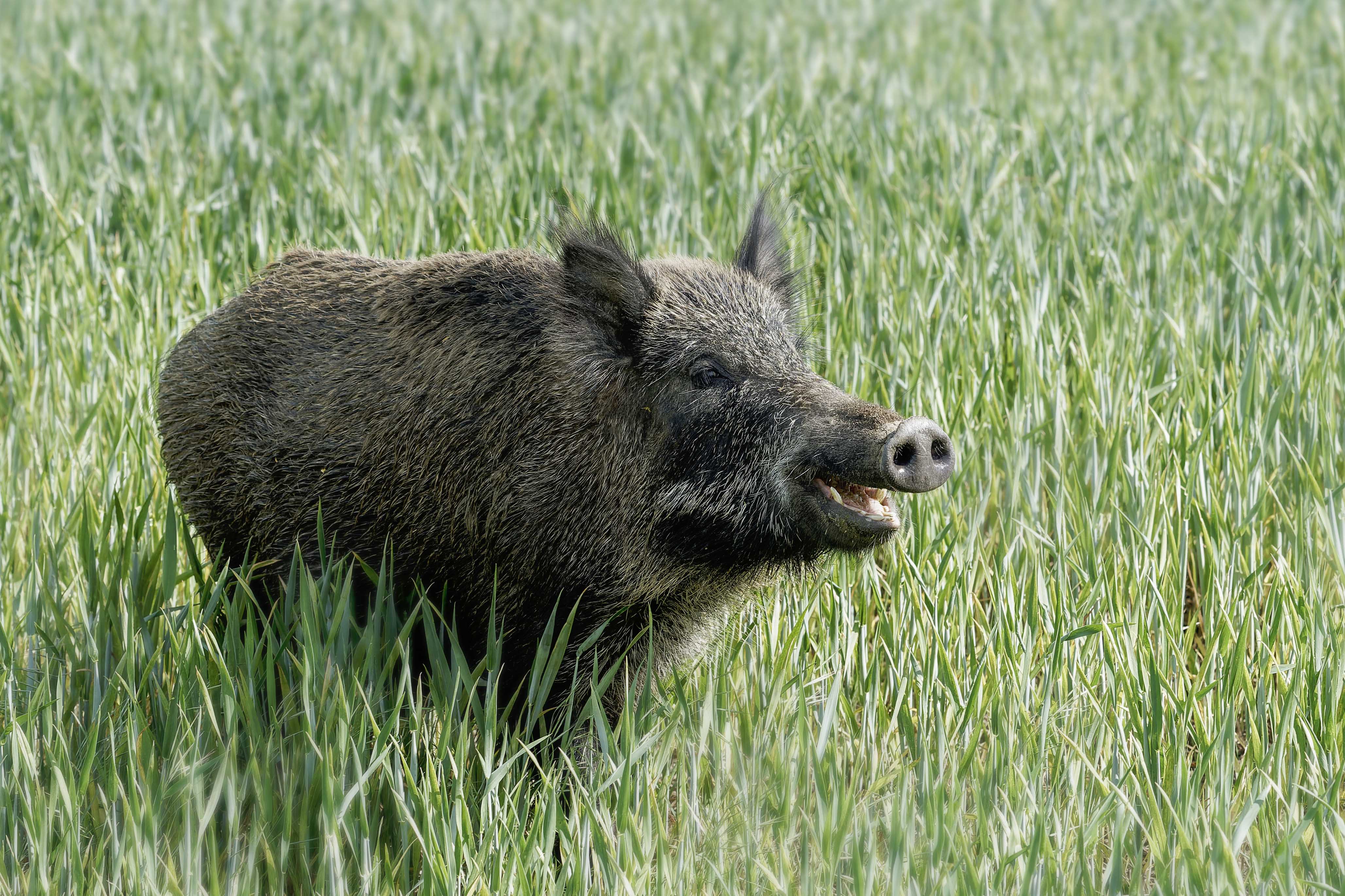 Dzik, Sus scrofa, Wild boar, Das Wildschwein, Кабан, дикая свинья