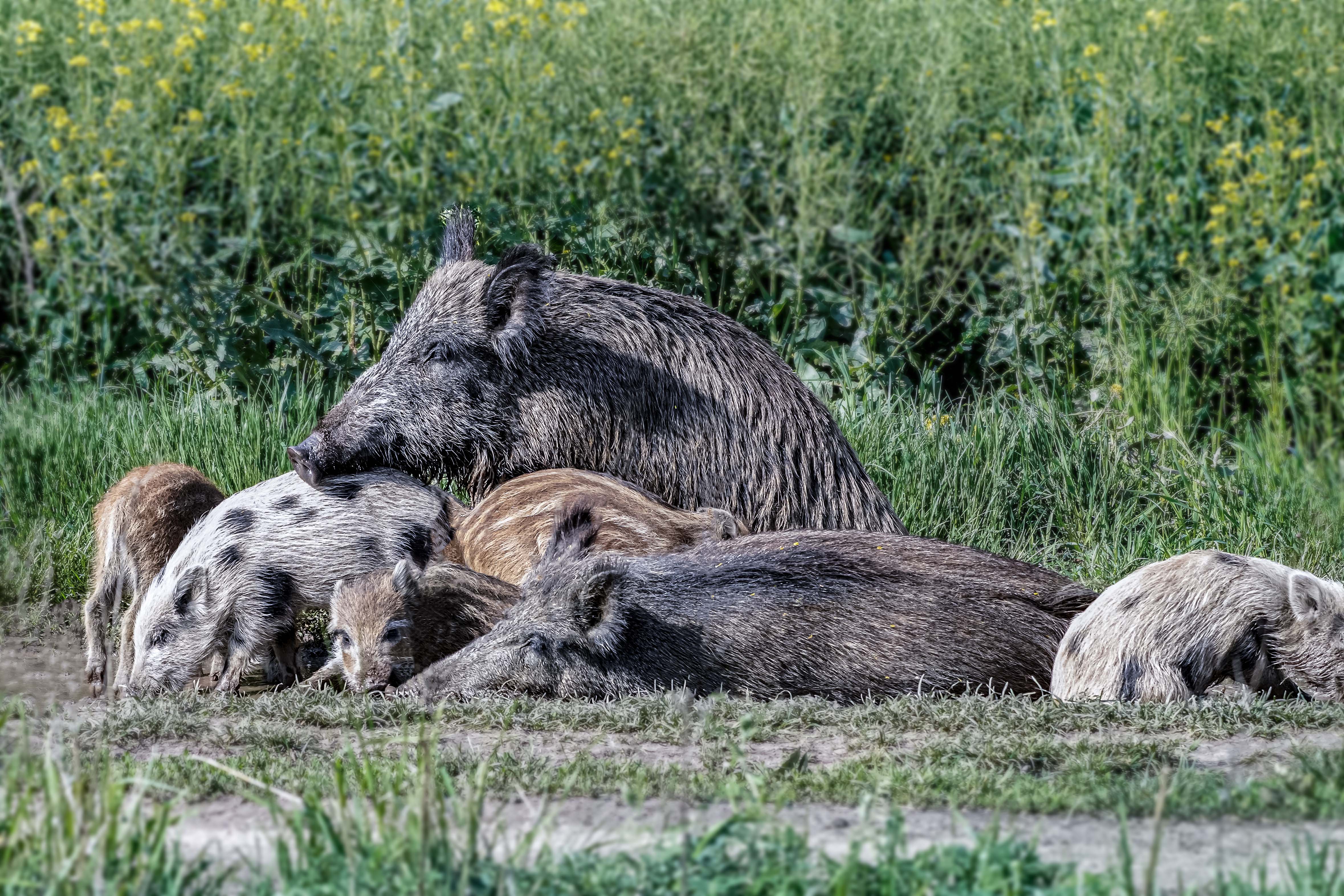 Dzik, Sus scrofa, Wild boar, Das Wildschwein, Кабан, дикая свинья