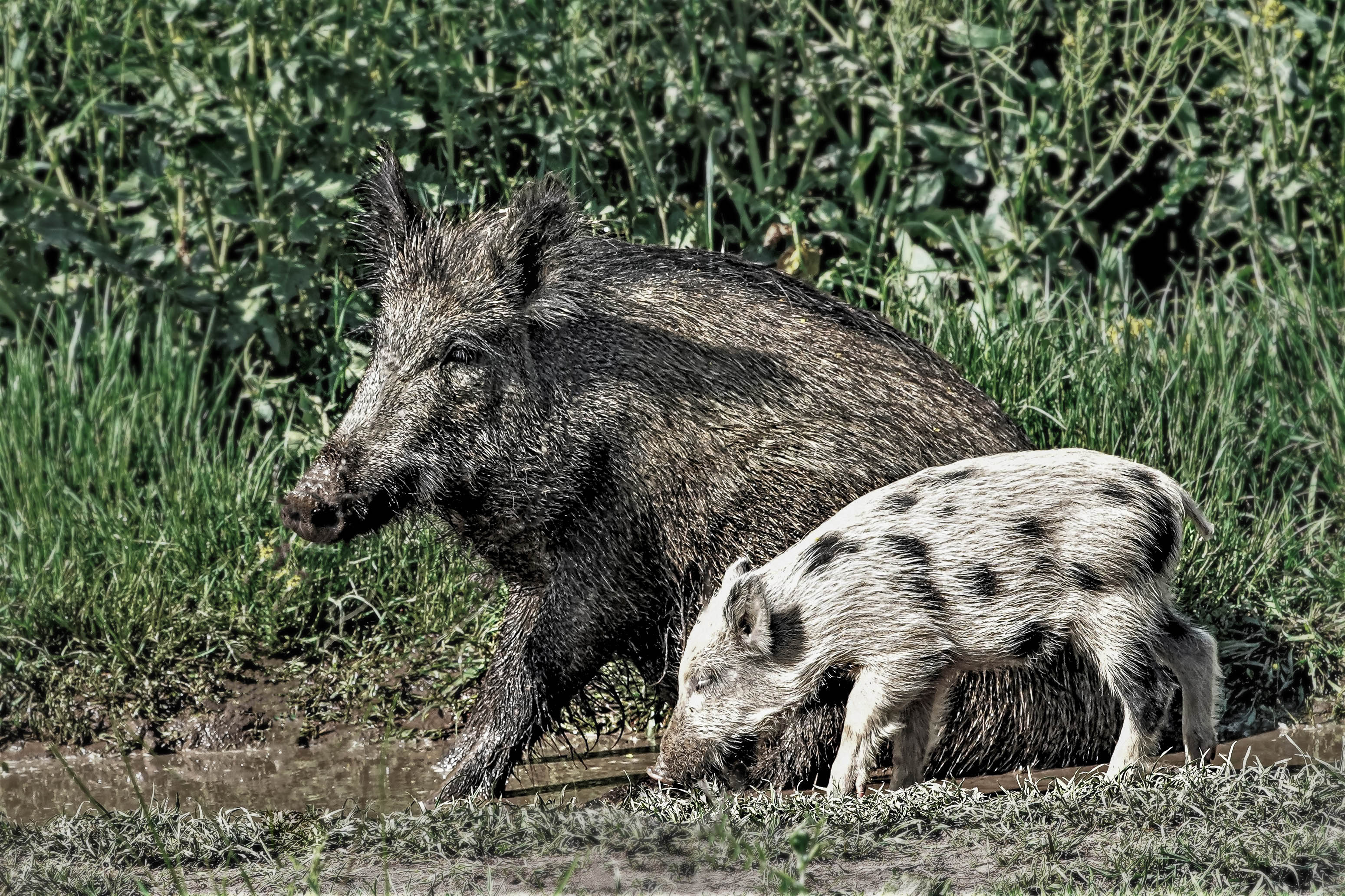 Dzik, Sus scrofa, Wild boar, Das Wildschwein, Кабан, дикая свинья