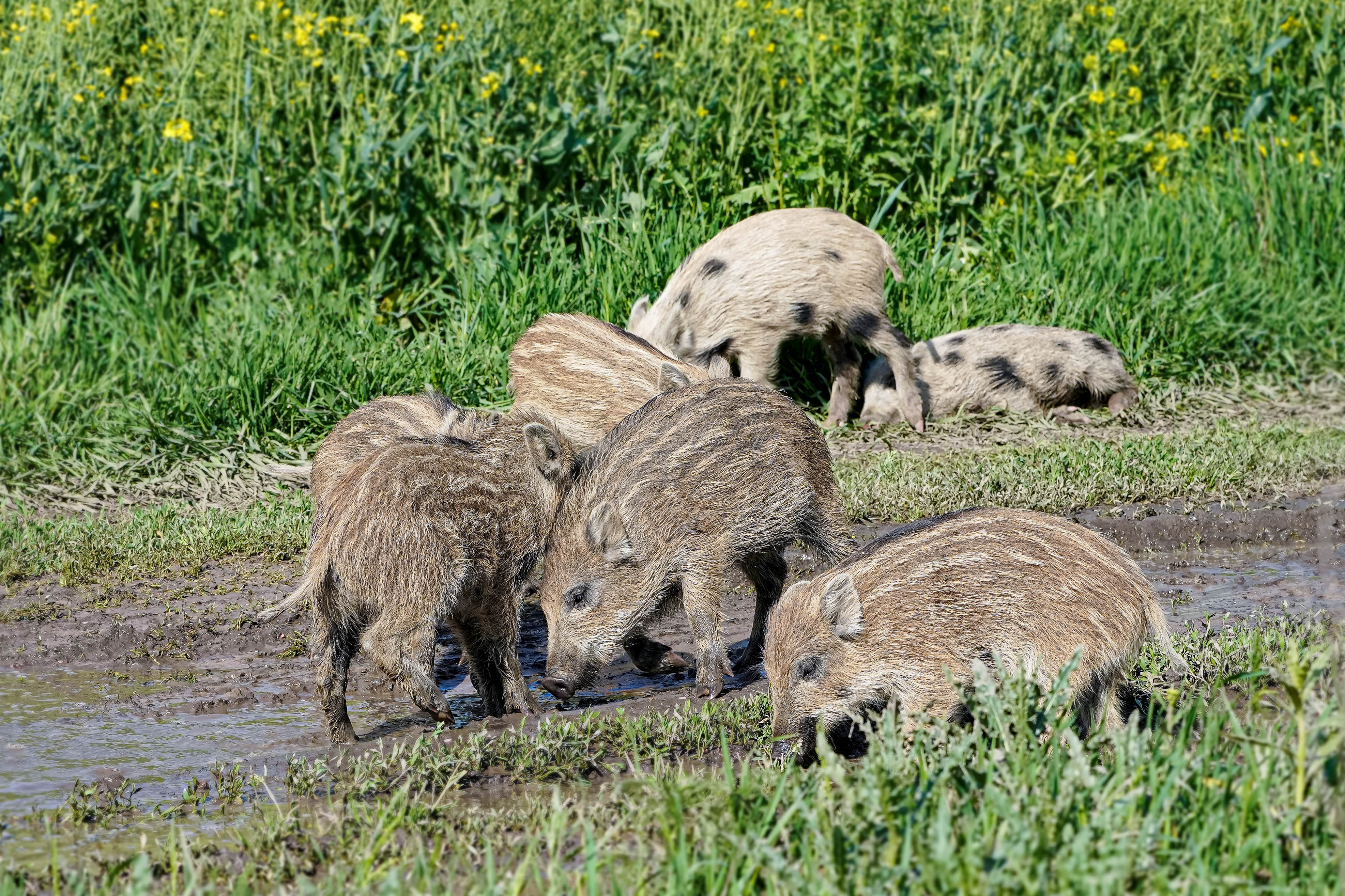 Dzik, Sus scrofa, Wild boar, Das Wildschwein, Кабан, дикая свинья