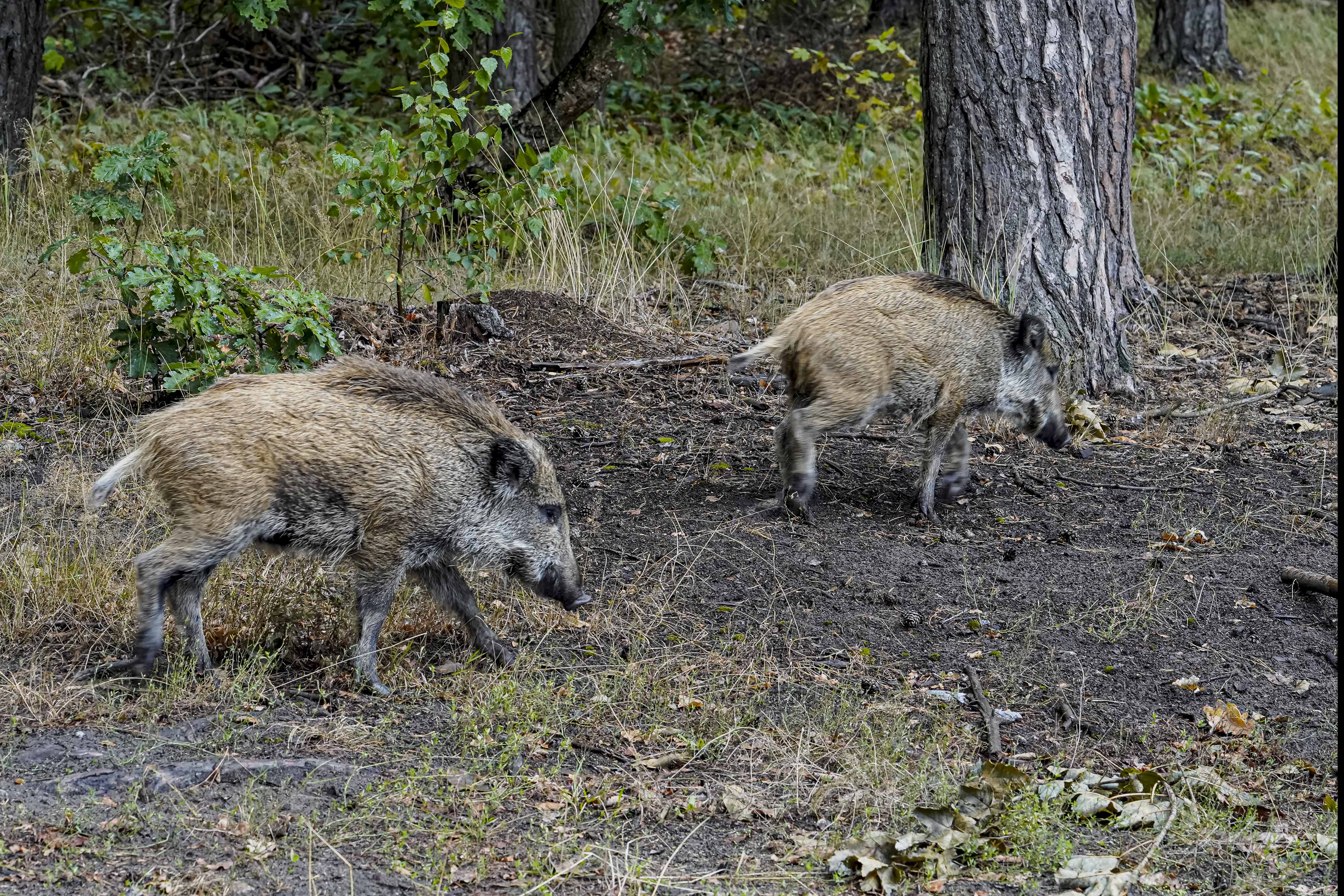 Dzik, Sus scrofa, Wild boar, Das Wildschwein, Кабан, дикая свинья