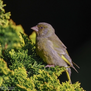 Dzwoniec, Chloris chloris, Greenfinch, Der Grünfink, Обыкновенная зеленушка