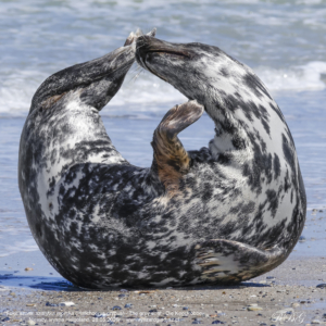 Foka szara, szarytka morska, Halichoerus grypus, The grey seal, Die Kegelrobbe