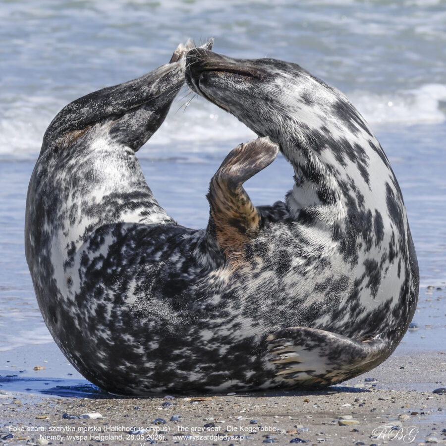 Foka szara, szarytka morska, Halichoerus grypus, Grey seal, Kegelrobbe. Ssaki morskie, ssaki, płetwonogie, fokowate, foka szara, seals, marine mammals, pinnipeds, grey seal, true seals, Phocidae, Halichoerus, Säugetiere, Meeressäuger, Robben, Kegelrobbe.