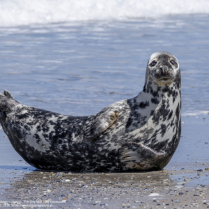 Foka szara, szarytka morska, Halichoerus grypus, The grey seal, Die Kegelrobbe