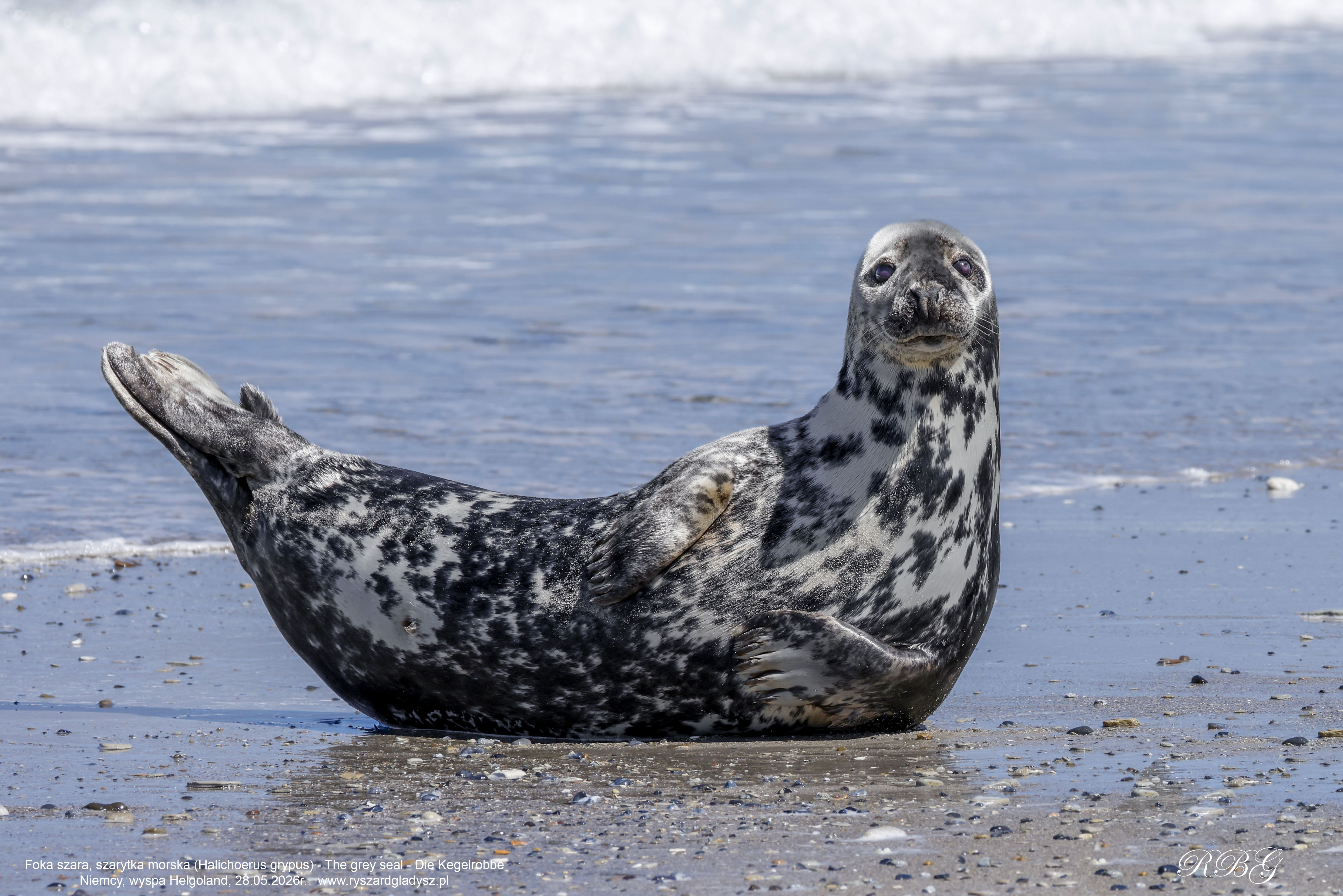 Foka szara, szarytka morska, Halichoerus grypus, Grey seal, Kegelrobbe. Ssaki morskie, ssaki, płetwonogie, fokowate, foka szara, seals, marine mammals, pinnipeds, grey seal, true seals, Phocidae, Halichoerus, Säugetiere, Meeressäuger, Robben, Kegelrobbe.