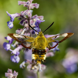 Fruczak bujankowiec, Hemaris fuciformis, Broad-bordered bee hawk-moth, Der Hummelschwärmer