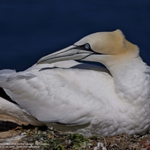 Głuptak zwyczajny, głuptak biały, Morus bassanus, Northern gannet, Der Basstölpe