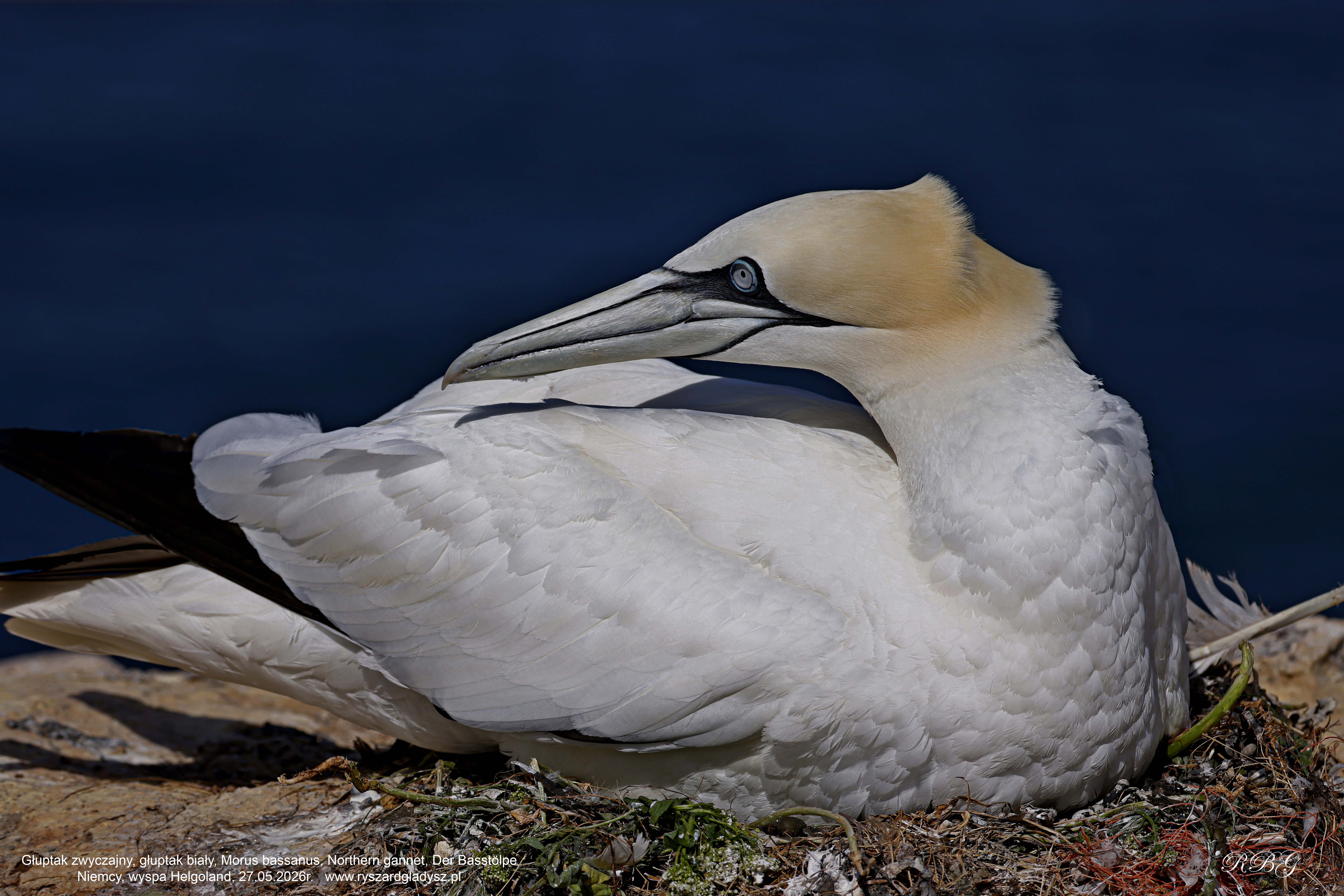 Głuptak zwyczajny, głuptak biały, Morus bassanus, Northern gannet, Der Basstölpe