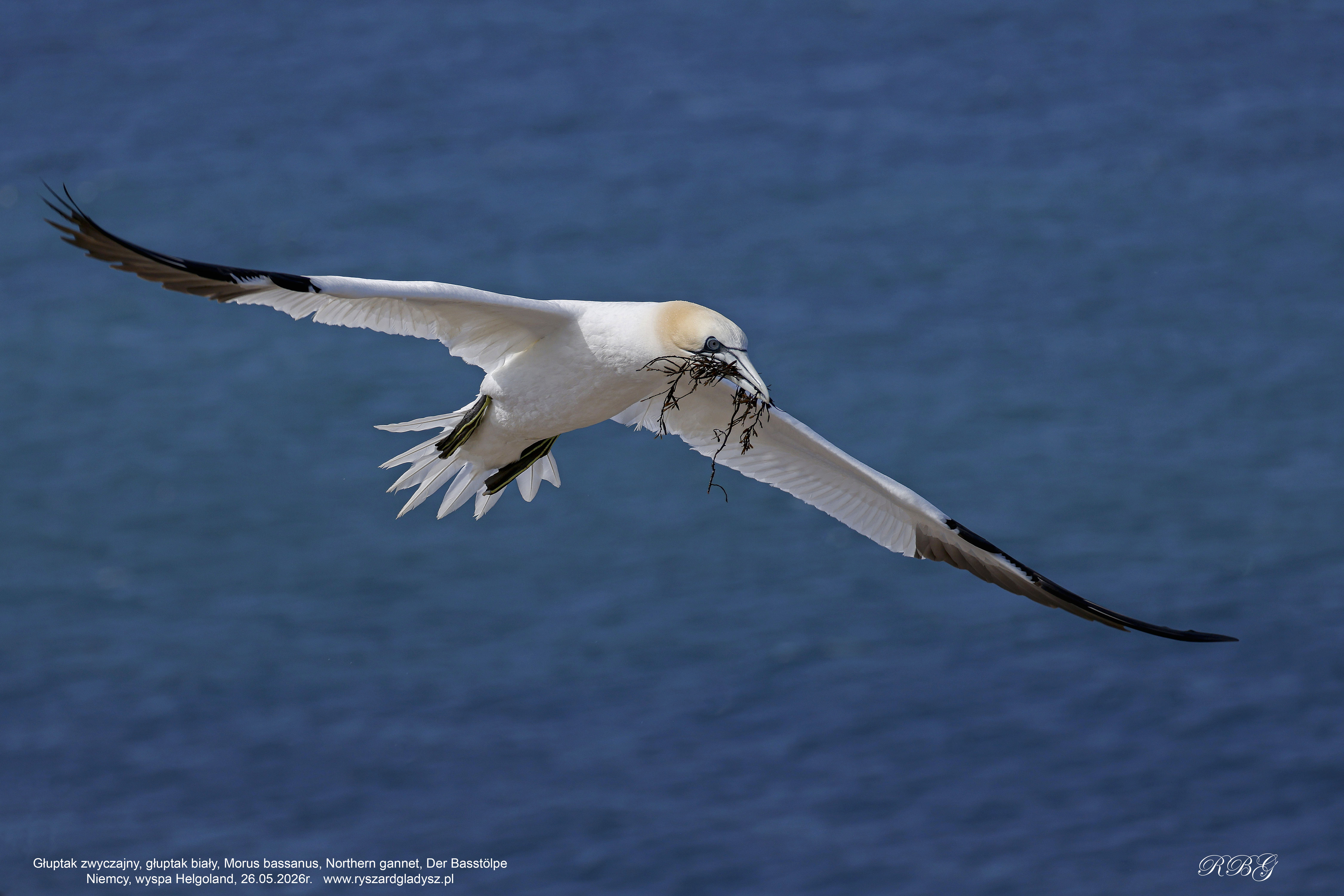 Głuptak zwyczajny, głuptak biały, Morus bassanus, Northern gannet, Der Basstölpe