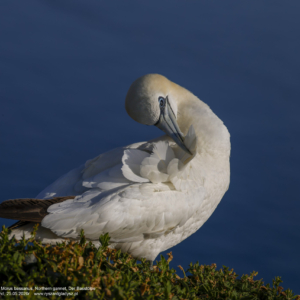 Głuptak zwyczajny, głuptak biały, Morus bassanus, Northern gannet, Der Basstölpe