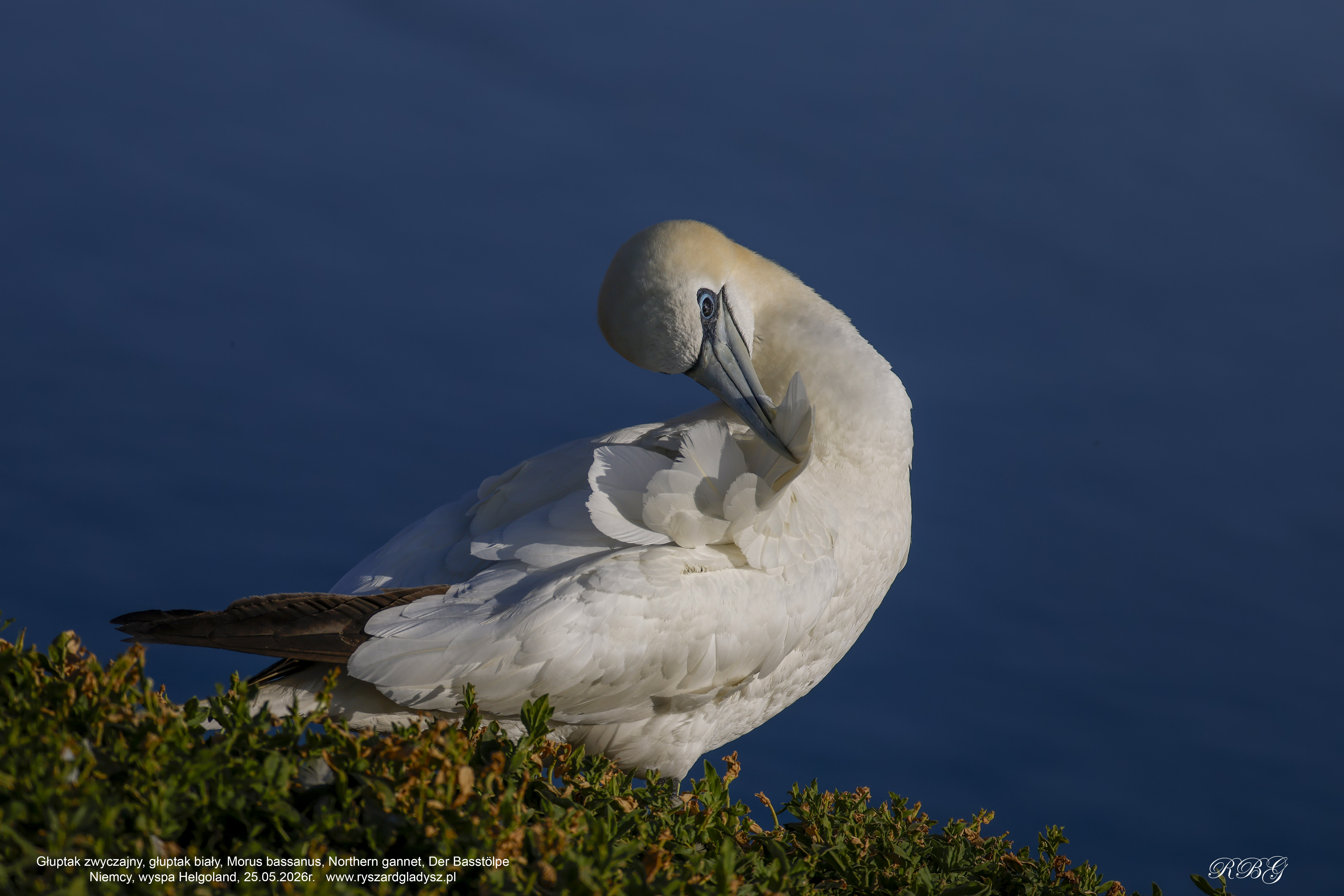 Głuptak zwyczajny, głuptak biały, Morus bassanus, Northern gannet, Der Basstölpe
