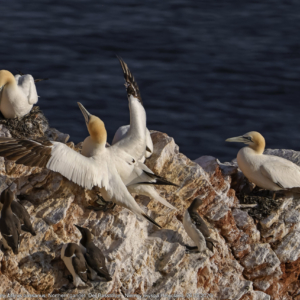 Głuptak zwyczajny, głuptak biały, Morus bassanus, Northern gannet, Der Basstölpe