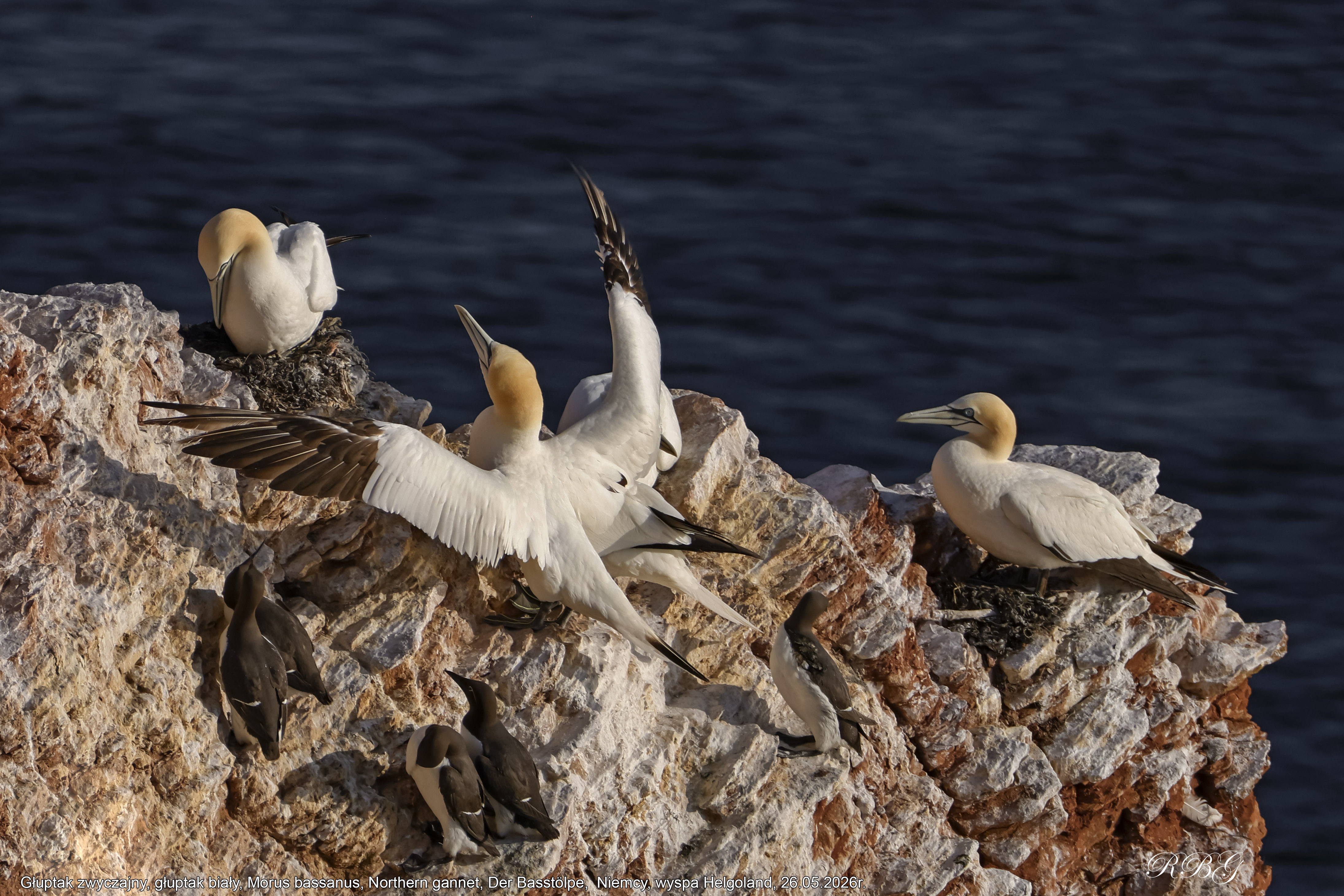 Głuptak zwyczajny, głuptak biały, Morus bassanus, Northern gannet, Der Basstölpe