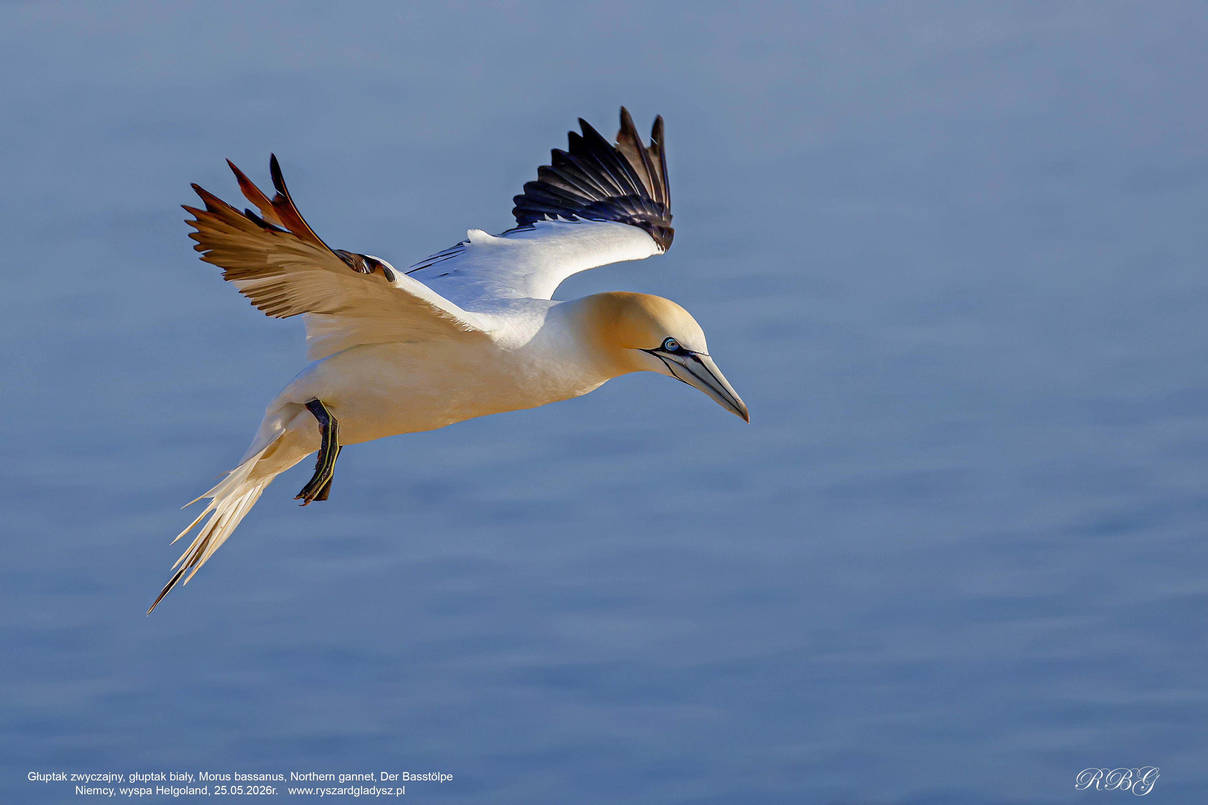 Głuptak zwyczajny, głuptak biały, Morus bassanus, Northern gannet, Der Basstölpe
